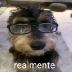 a dog wearing glasses sitting on the floor