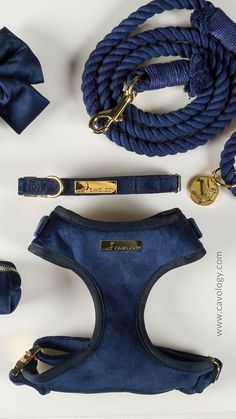 a blue dog harness, leash and collar on a white surface with gold hardwares