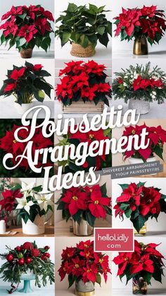 poinsettia arrangement ideas