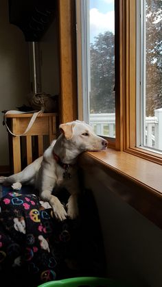 a white dog sitting on top of a bed next to a wooden window sill