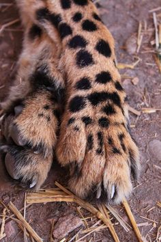 an animal paw with black spots on it's claws and paws, laying on the ground