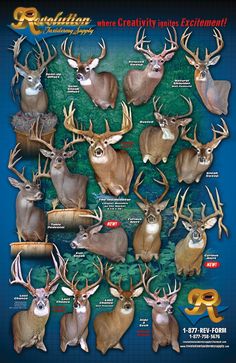 an advertisement for deer hunting, featuring whitetails and other animals with large antlers