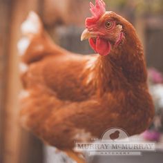 a brown chicken standing on top of a wooden table