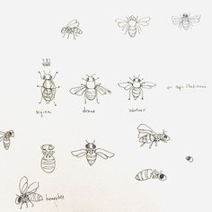 some drawings of different types of bees