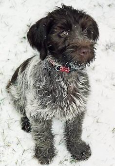 a black and gray dog sitting in the snow looking at the camera with an alert look on its face