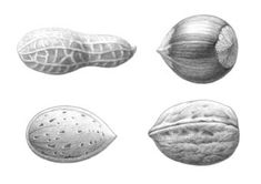 four different types of nuts are shown in this drawing, including one nut and the other shell