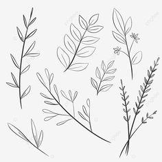 four different types of leaves drawn in black and white on a light gray background, plant, leaf, drawing png and psd