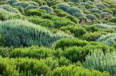 many green bushes and trees in the middle of a field