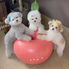 three white poodles sitting on top of a pink ball