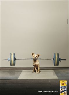 a dog sitting on the ground with a barbell in front of his head,