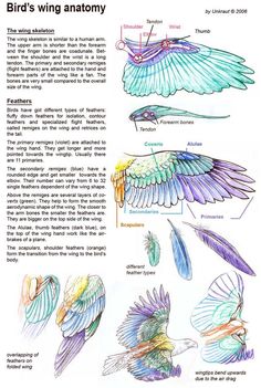 an image of birds wing anatomy