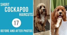 two pictures of dogs with short cockapo haircuts before and after photos