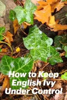 the words how to keep english ivy under control are in front of leaves and rocks