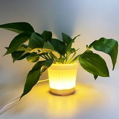 a potted plant sitting on top of a white table next to a light bulb