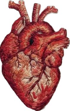 a drawing of a human heart on a white background