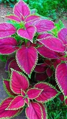 purple and green leaves are growing on the ground