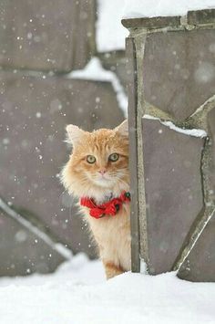 an orange and white cat standing in the snow with a red bow tie around it's neck