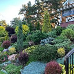 a garden with lots of different colored plants and trees in the front yard, along with a black iron fence