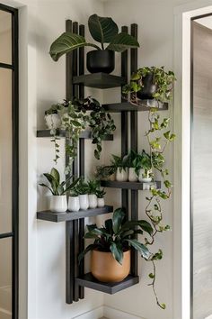 a wall mounted shelf filled with potted plants and greenery on top of it