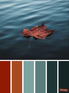 a leaf floating on top of a body of water next to a color swatch