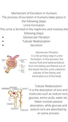 the mechanism of excretion in humans in the following steps, including the inner and outer structures