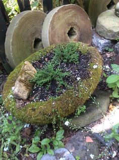 moss growing in the middle of some rocks