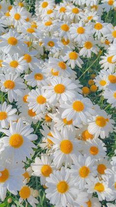 many white and yellow flowers in the grass