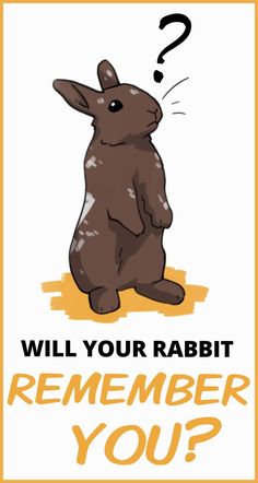 a rabbit with the words will your rabbit remember you?