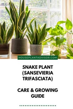 snake plant sans severia trifasciata care and growing guide for houseplants