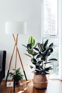 a potted plant sitting on top of a wooden floor next to a lamp and window