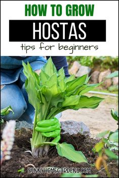 how to grow hostas tips for beginners