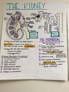 the kidney diagram is posted on a piece of paper