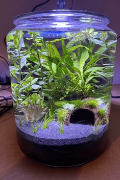 an aquarium filled with plants and water