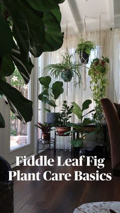 a living room filled with lots of green plants