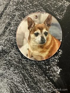 a dog is looking at the camera through a round glass magnet on a black surface