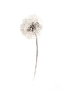 a drawing of a dandelion on a white background