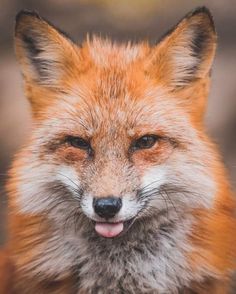 a close up of a fox with its tongue out