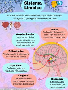 the anatomy of the human brain and its functions in different languages, including english and spanish