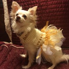 a small white dog wearing a yellow dress