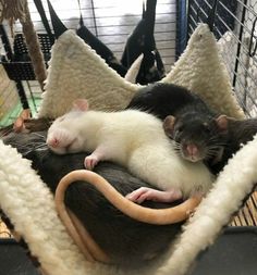 two ratty mice sitting on top of each other in a hammock cage