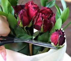 4.1M views · 21K reactions | Rosy results! Secrets of growing picture-perfect roses! | Rosy results! Secrets of growing picture-perfect roses! | By 5-Minute Crafts | Facebook Fruit Crisp Recipe, Backyard Birds Sanctuary, Plant Hacks, Inside Plants, Lawn And Landscape, Garden Help, Growing Roses, House Plants Decor, Propagating Plants