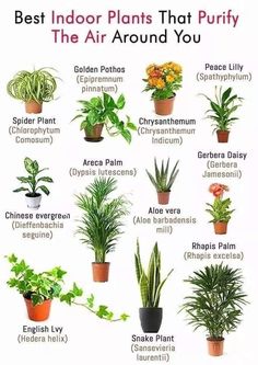 the best indoor plants that purify the air around you in various types of pots