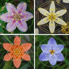 four different types of flowers are shown in the same image, each with their own geometric design