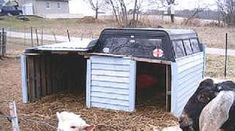 several sheep are eating hay out of a small blue shed on the side of a road