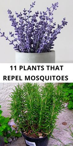 plants that repel mosquitoes in the garden