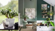 three different types of houseplants are shown in this collage, one is green and the other is white