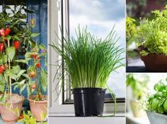 several different types of plants in pots on a window sill, including peppers and basil