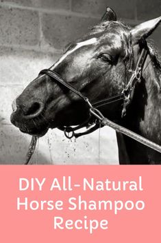 a horse with the words diy all natural horse shampoo recipe written on it