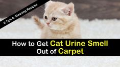 an orange kitten sitting on top of a white carpet with the words how to get cat urine smell out of carpet