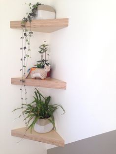 three wooden shelves with plants on them